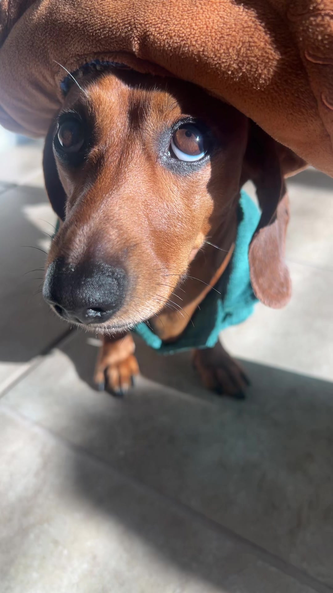 @Slinky Severus-Doo