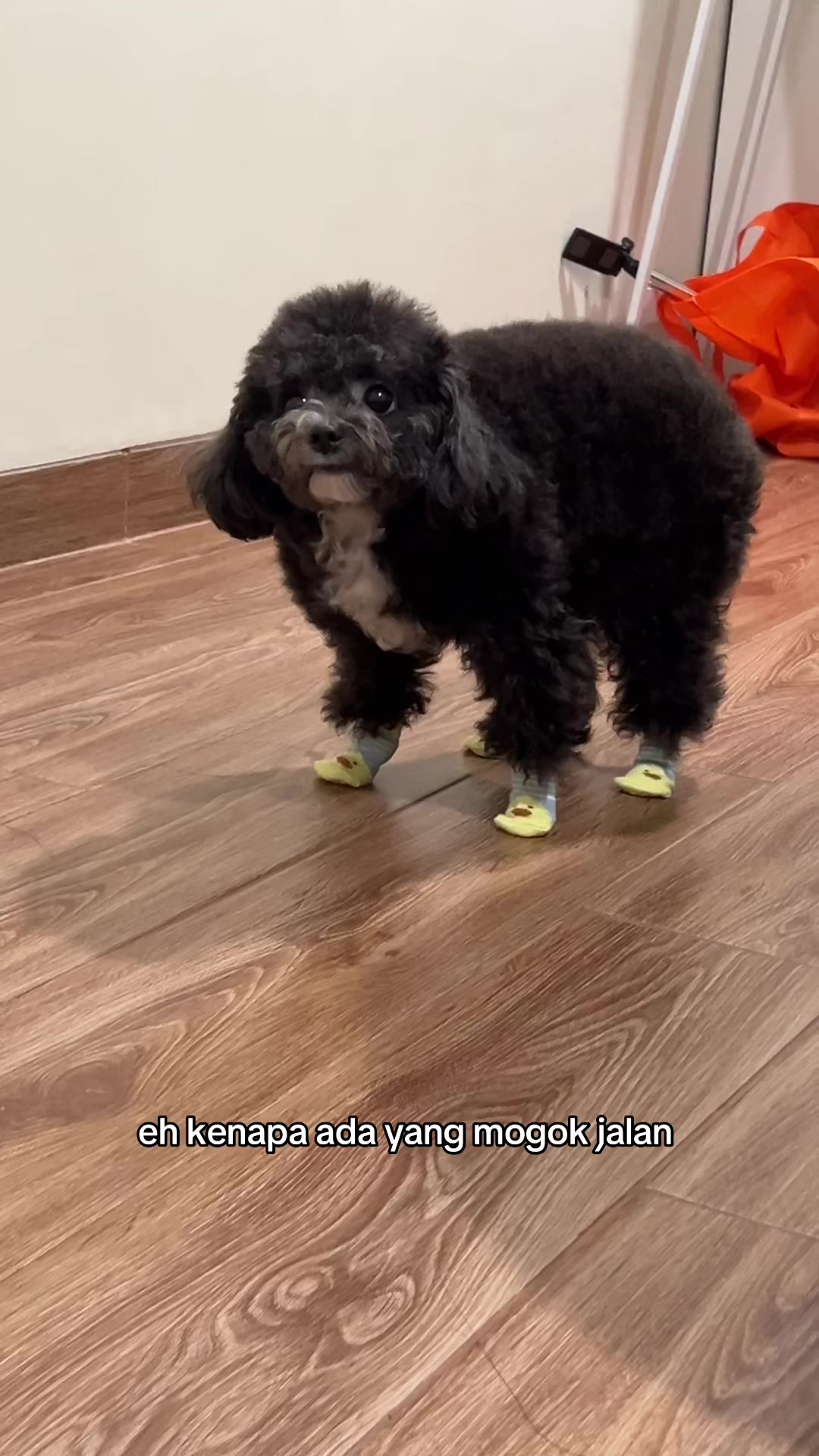 @chippi the poochon