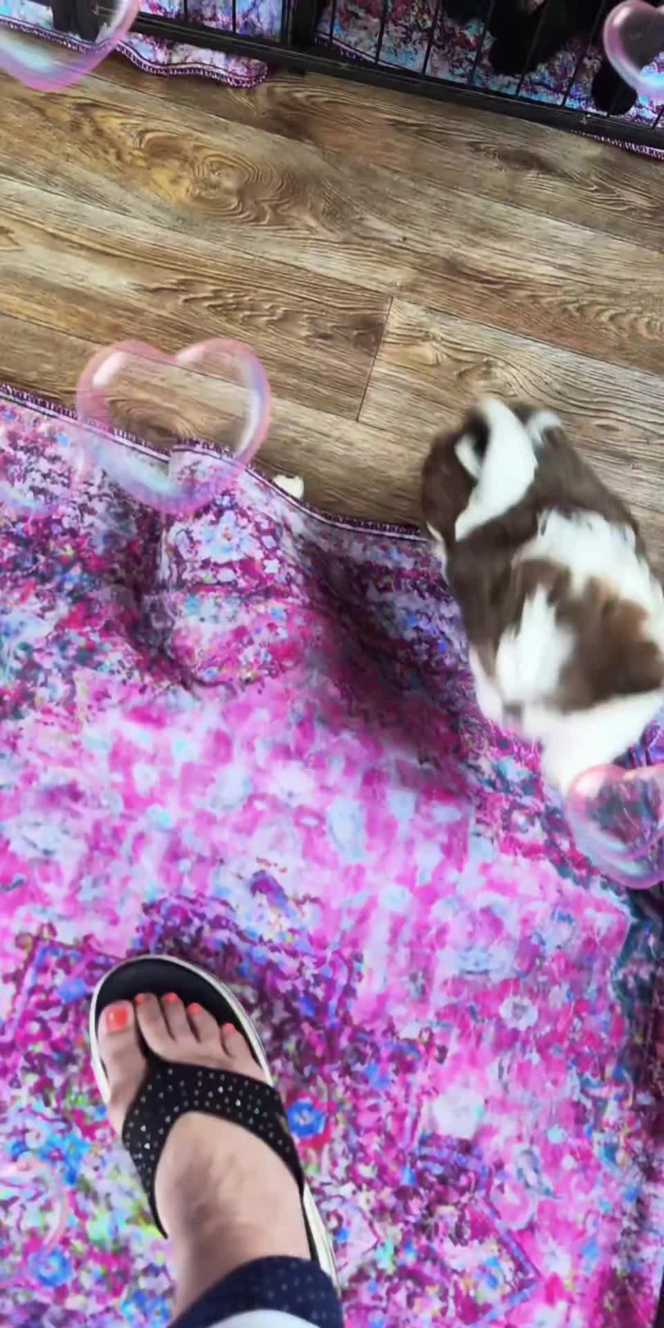 @Barb's Precious Pups