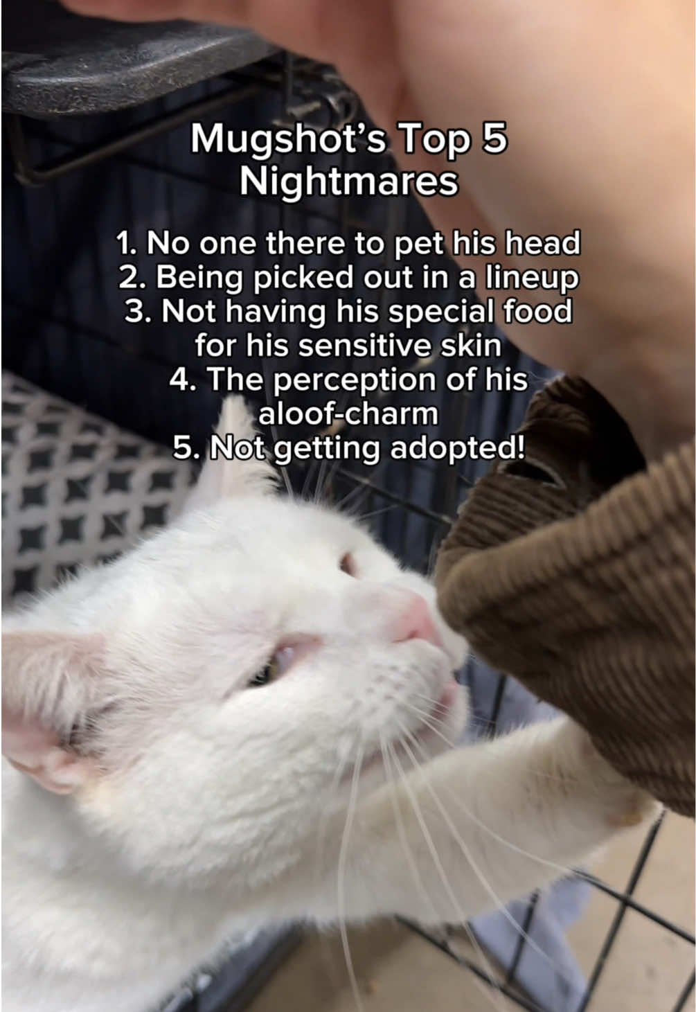 @Paws and Prayers