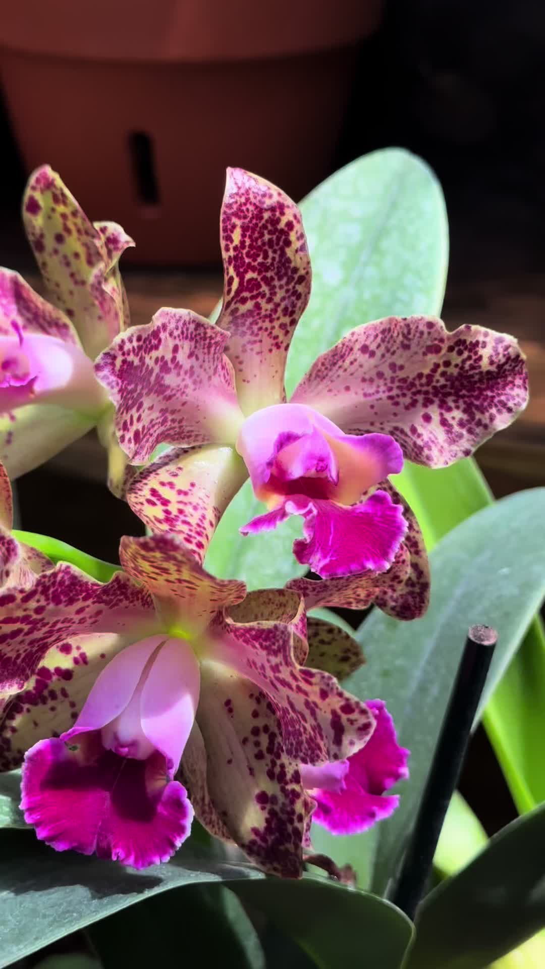 @Migs | Orchids ๐ธ