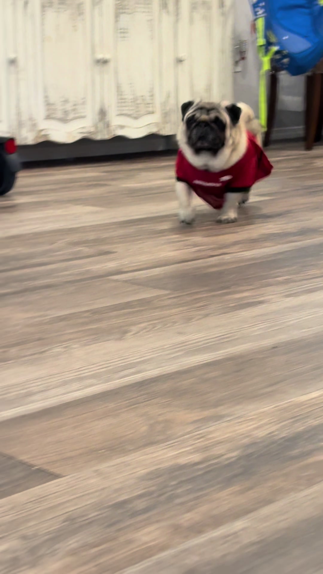 @Rocki the Pug 🐶