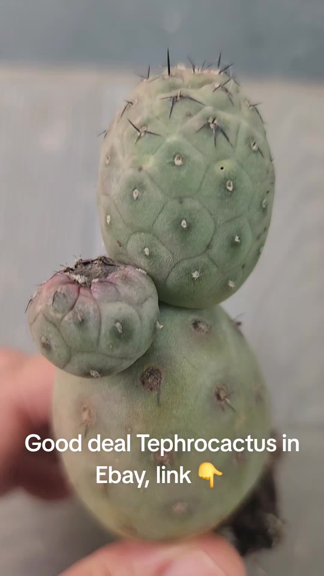 @Patcacculent