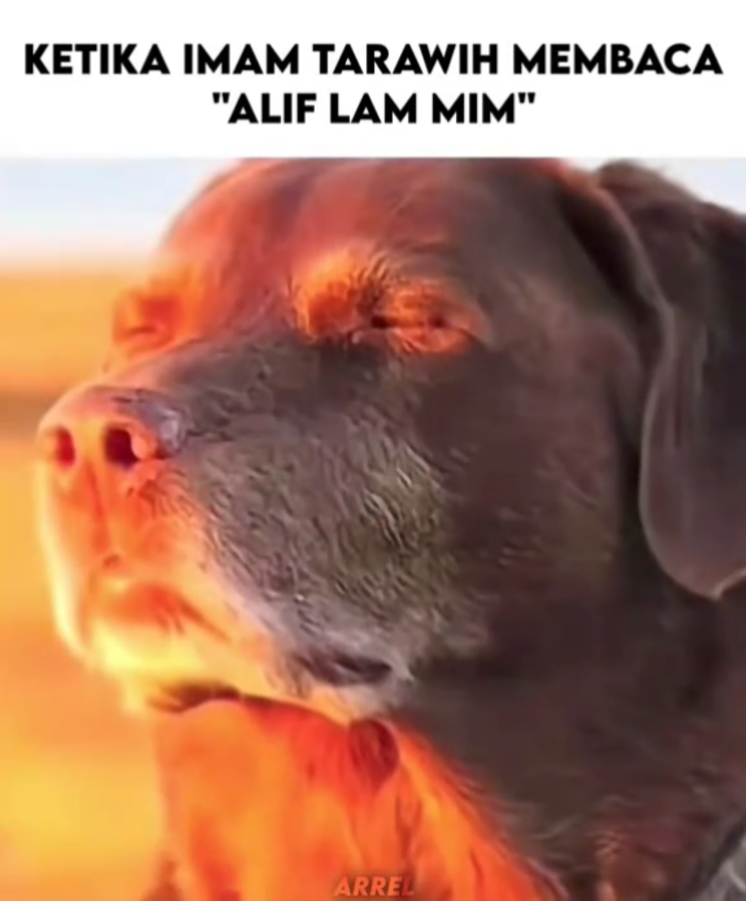 @fafafufu
