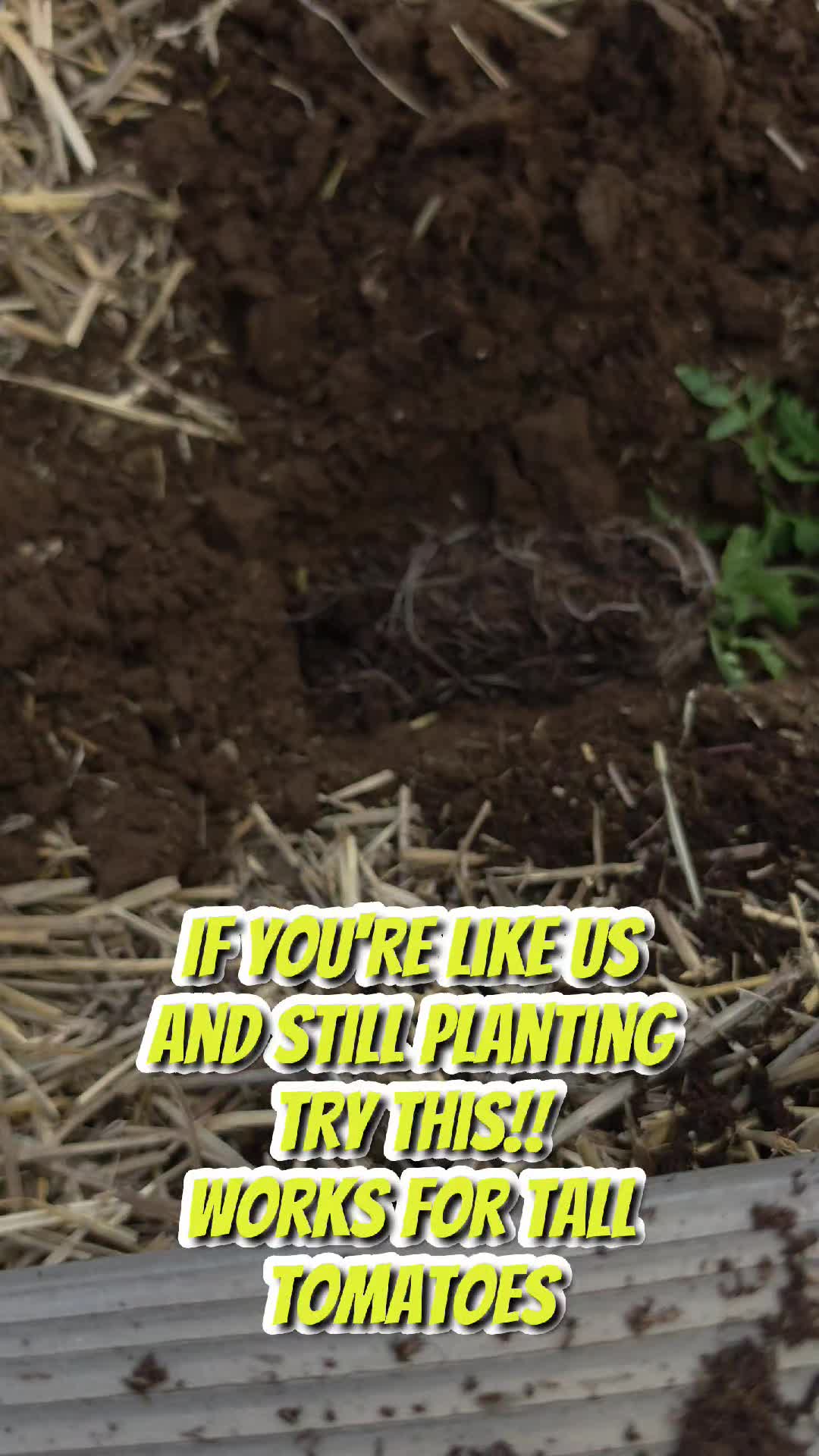 @thebeardedfamily1