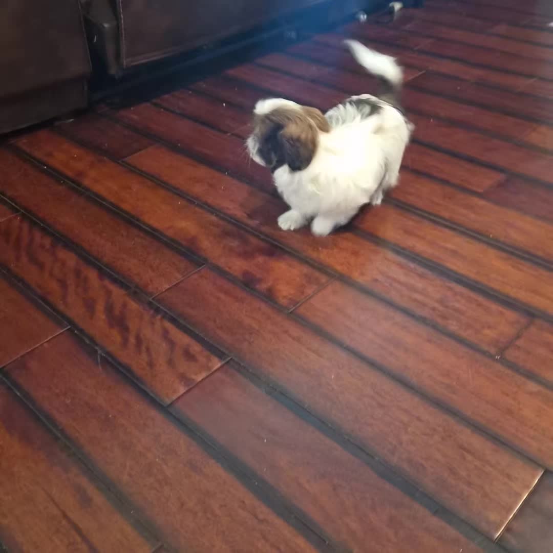 @Barb's Precious Pups
