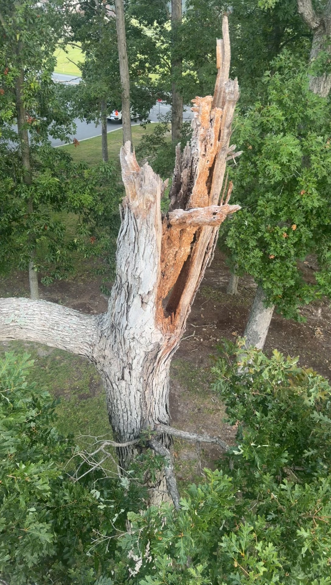 @Buzzsawtrees