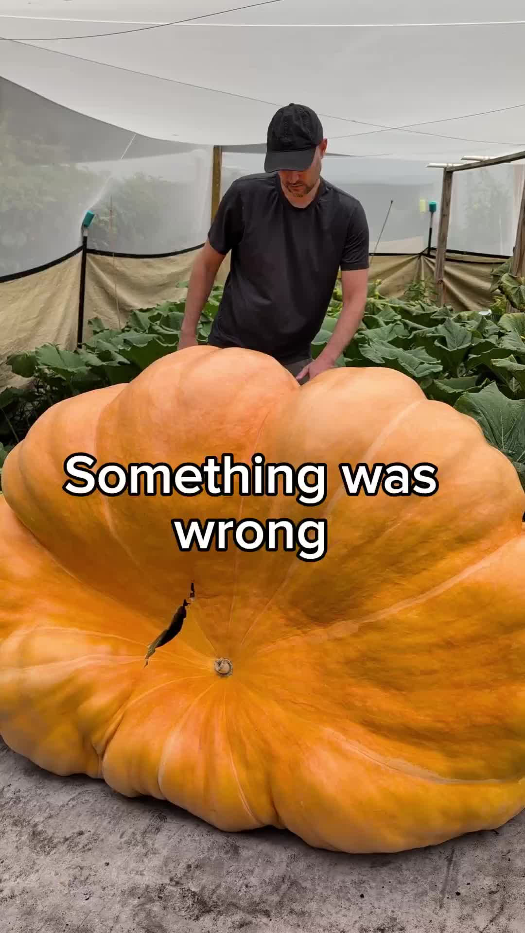 @bigpumpki