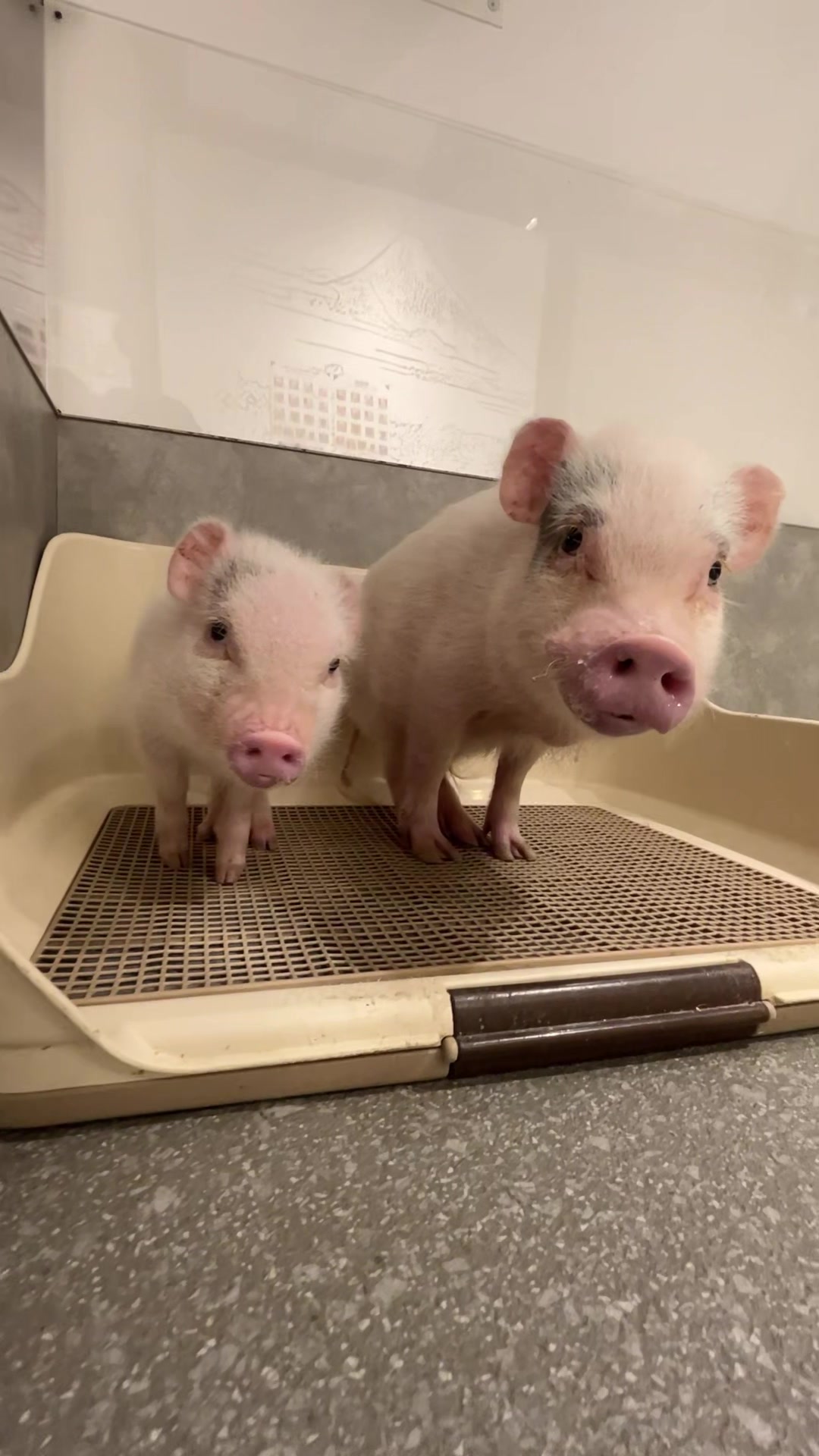 @pignic