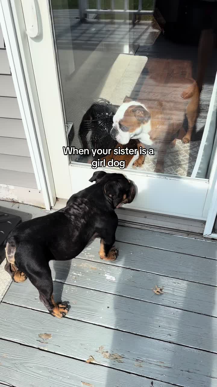 @Poptart & Patches