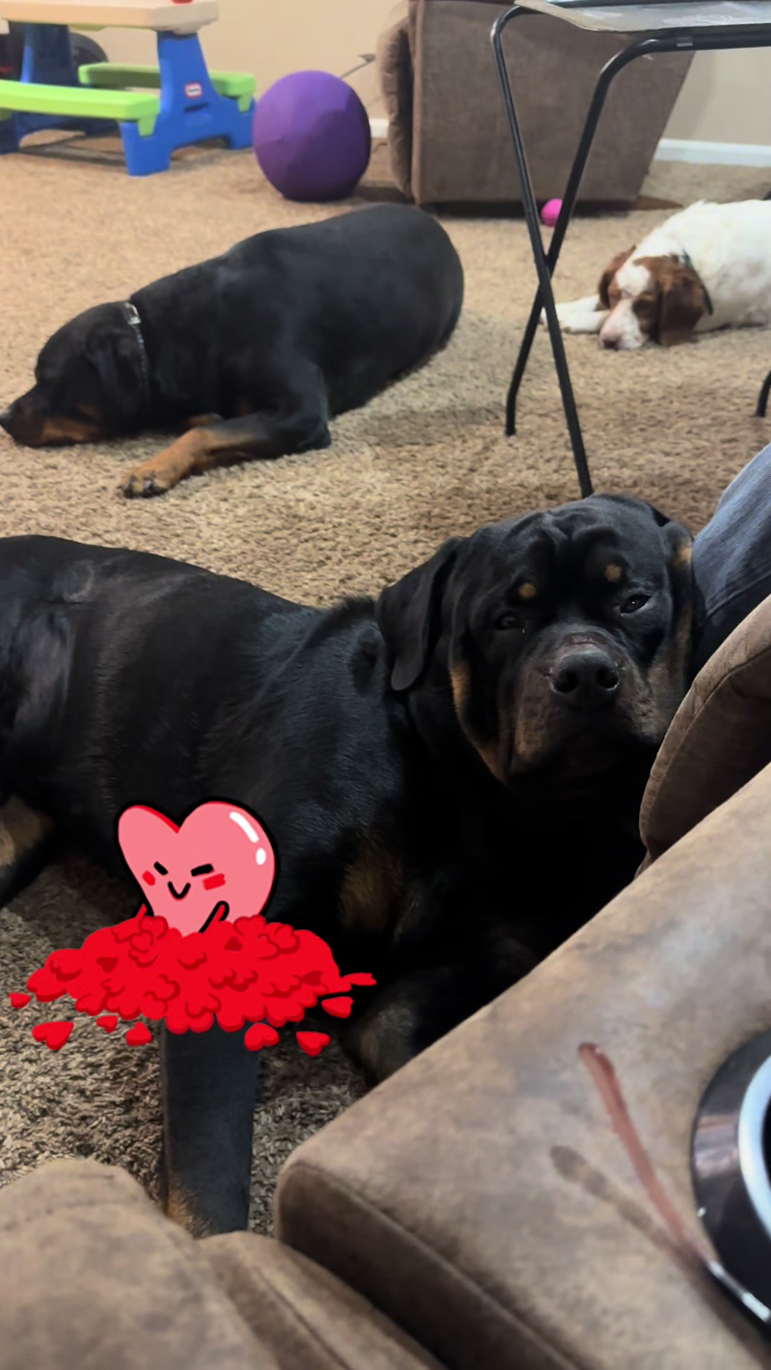 @Christi | RN Dog Lover TTS