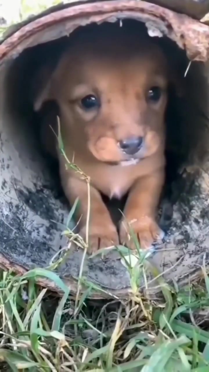 @rescue_with_susan
