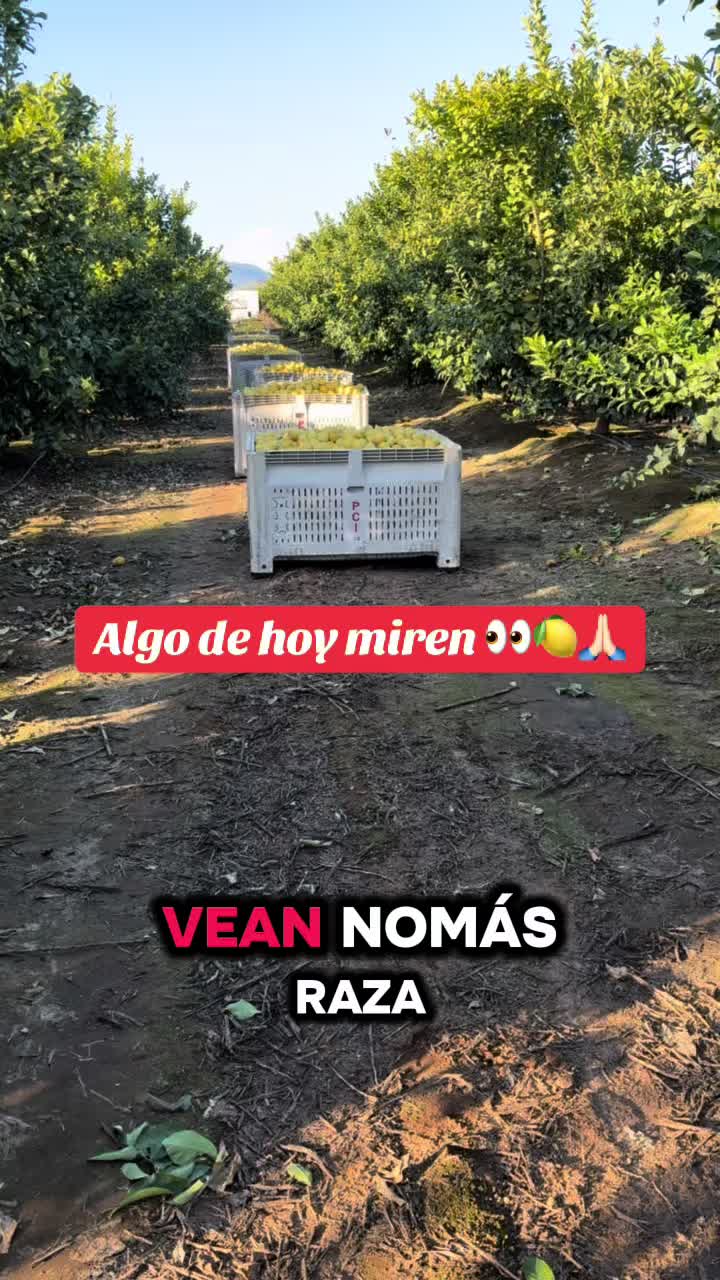@Elo Santana 🥑🍊🍋