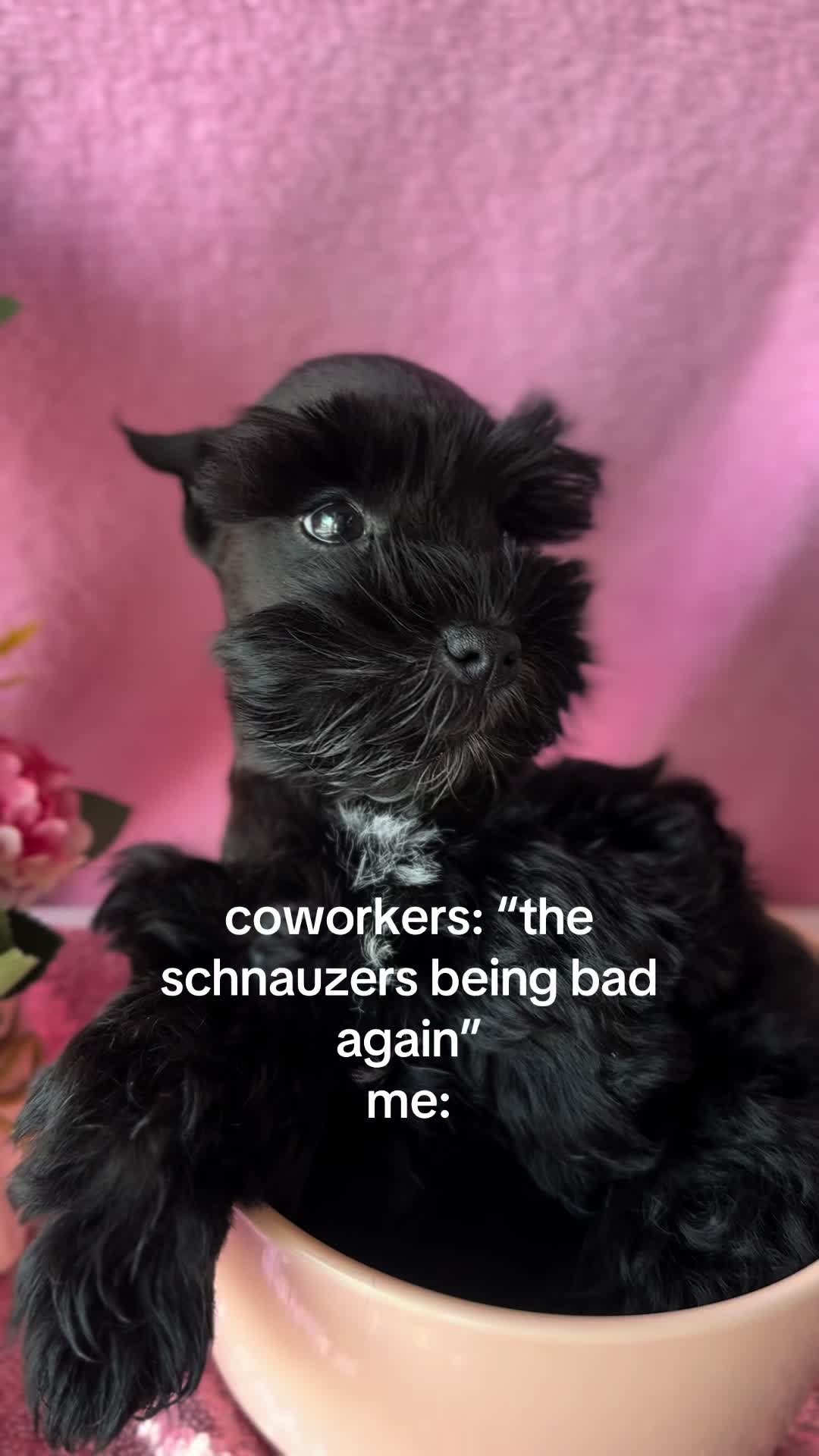 @Furry Babies