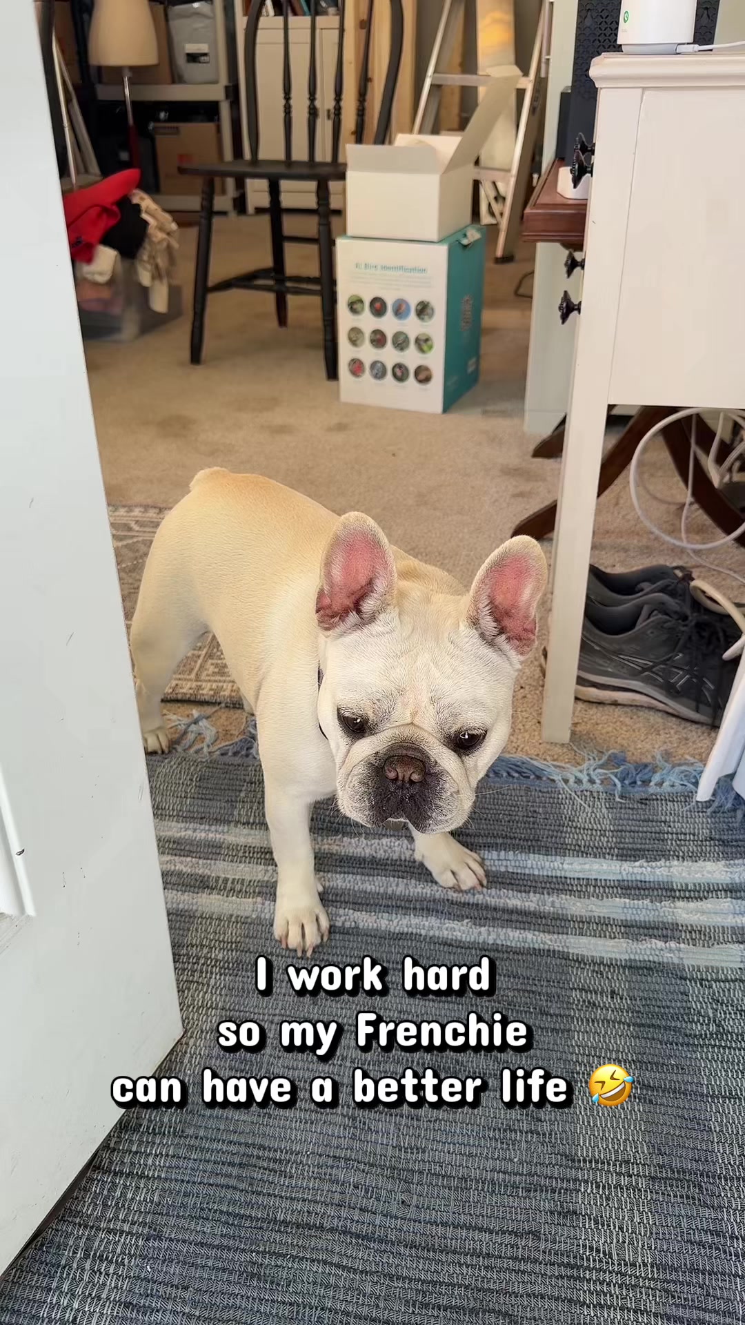 @Bagel the OG Frenchie