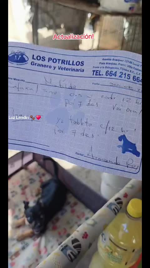 @huellitas de amor 🐾❤️🩹🐶