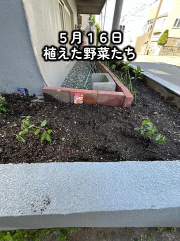 @ケムまる🍎🧄🍮