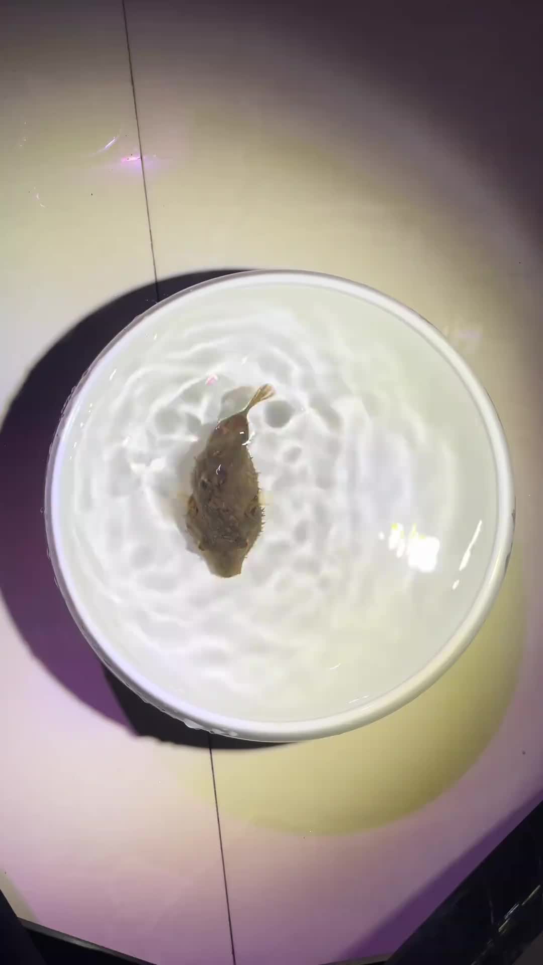 @Monsterfishkeeper