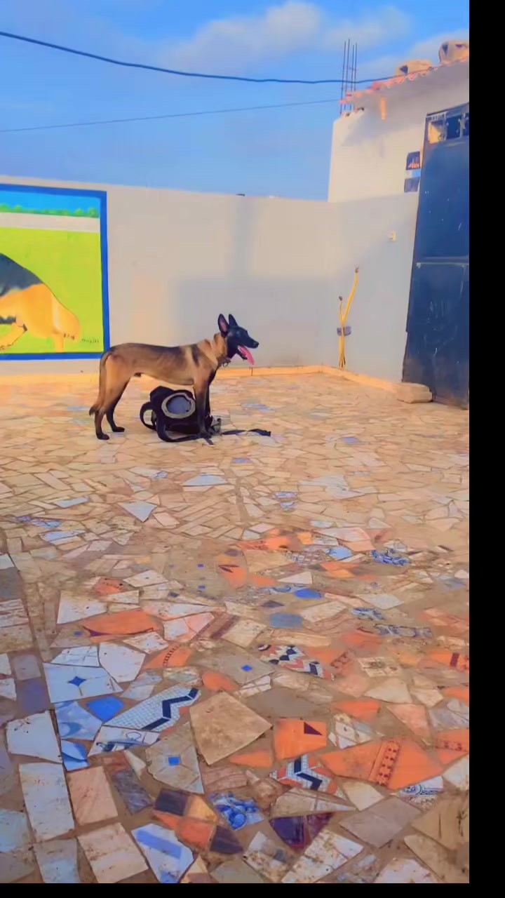 @G.I.C.N 🇸🇳🐾Ma&icirc;tre Weuz🐕&zwj;🦺