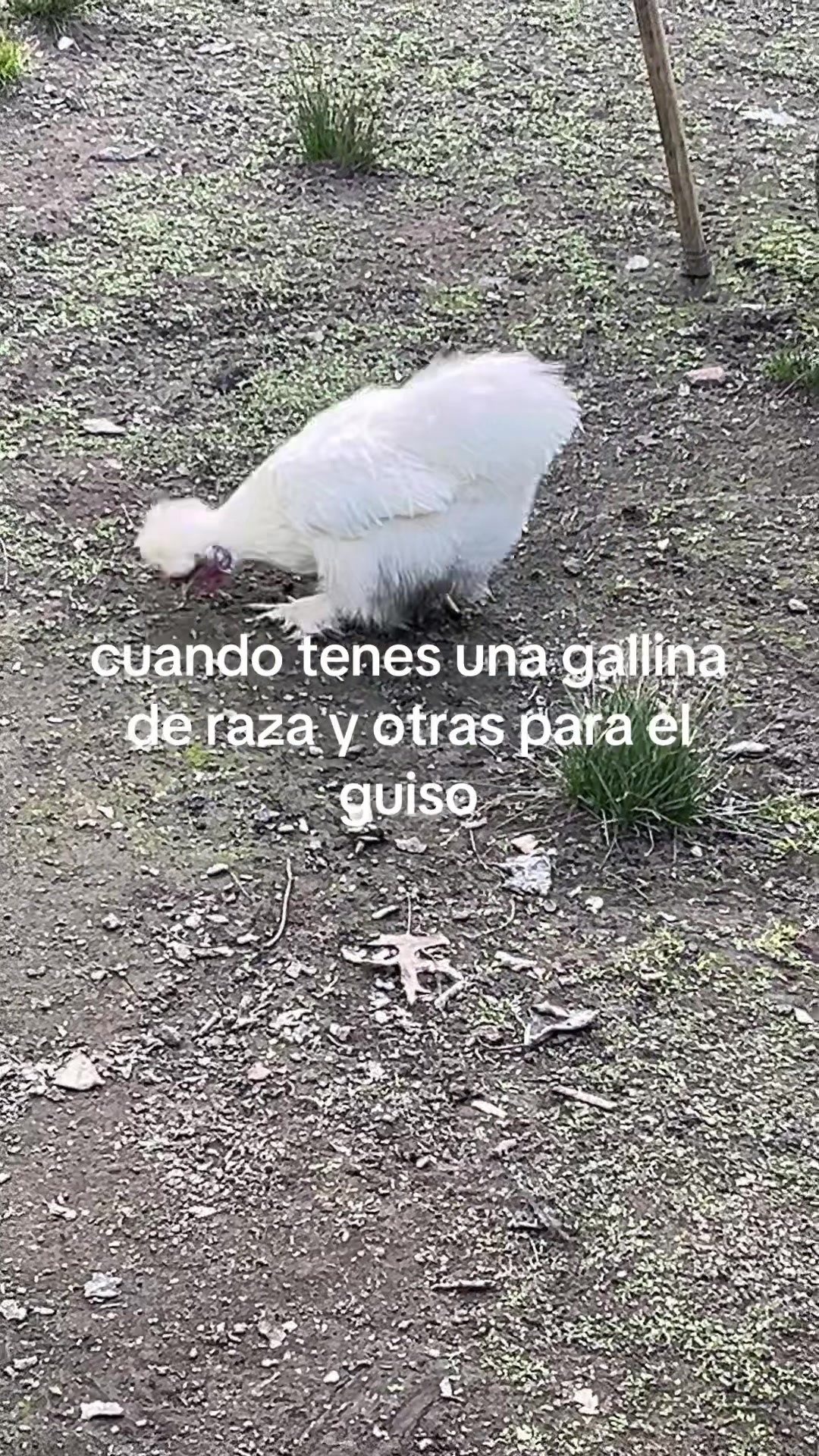 @leze