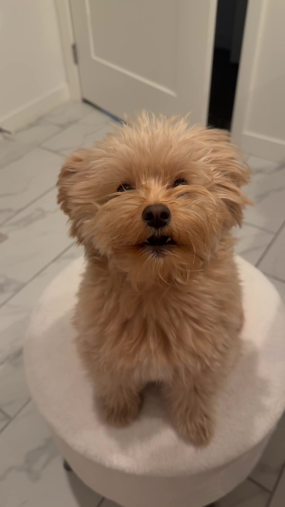 @pomapoo.barney