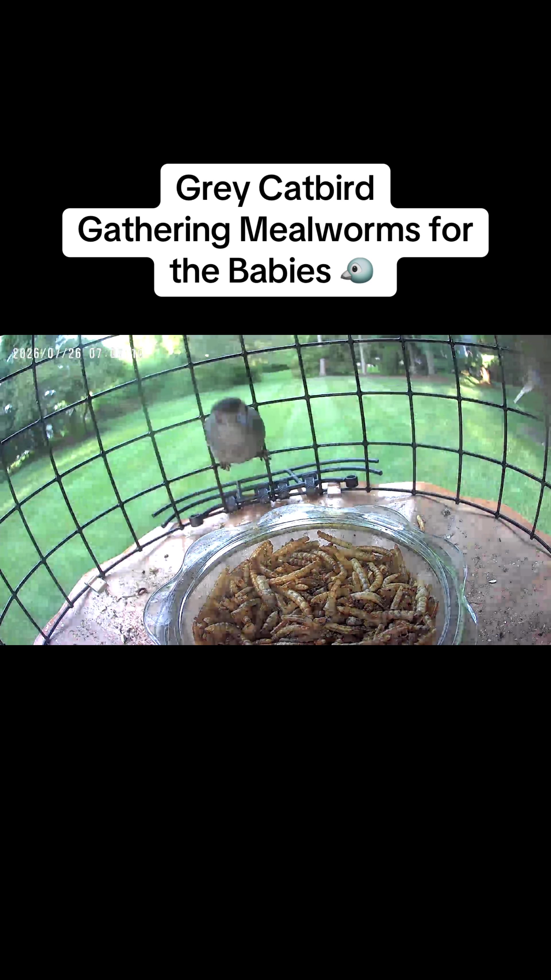 @geniebear&rsquo;s backyard birds