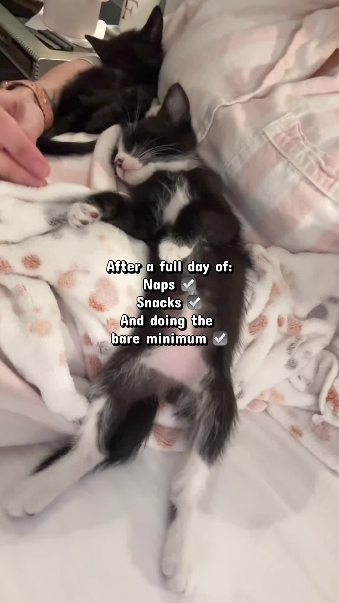 @Frankies_Fosters