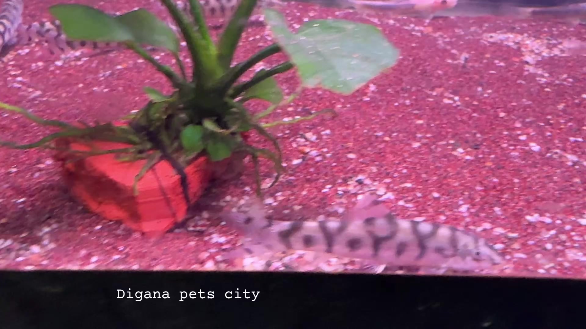 @Digana pets city