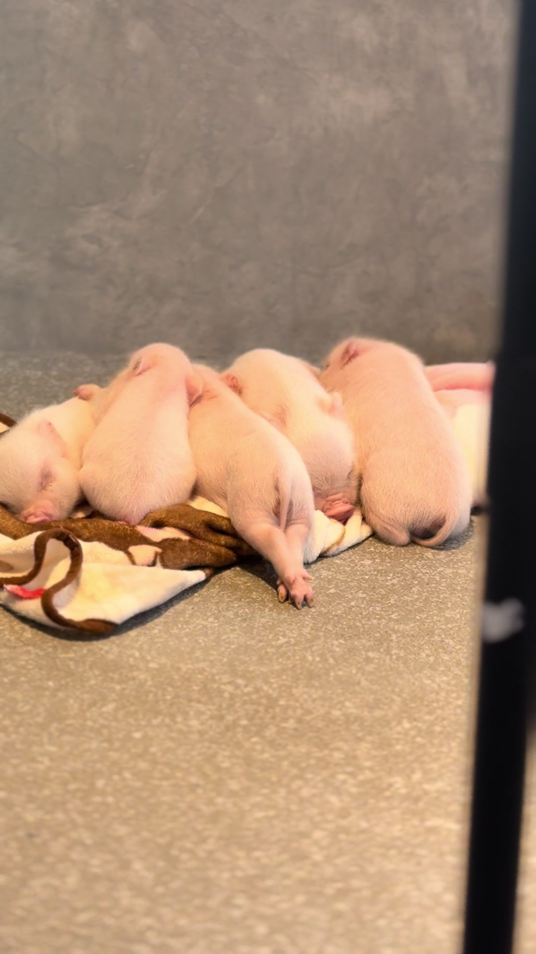 @pignic
