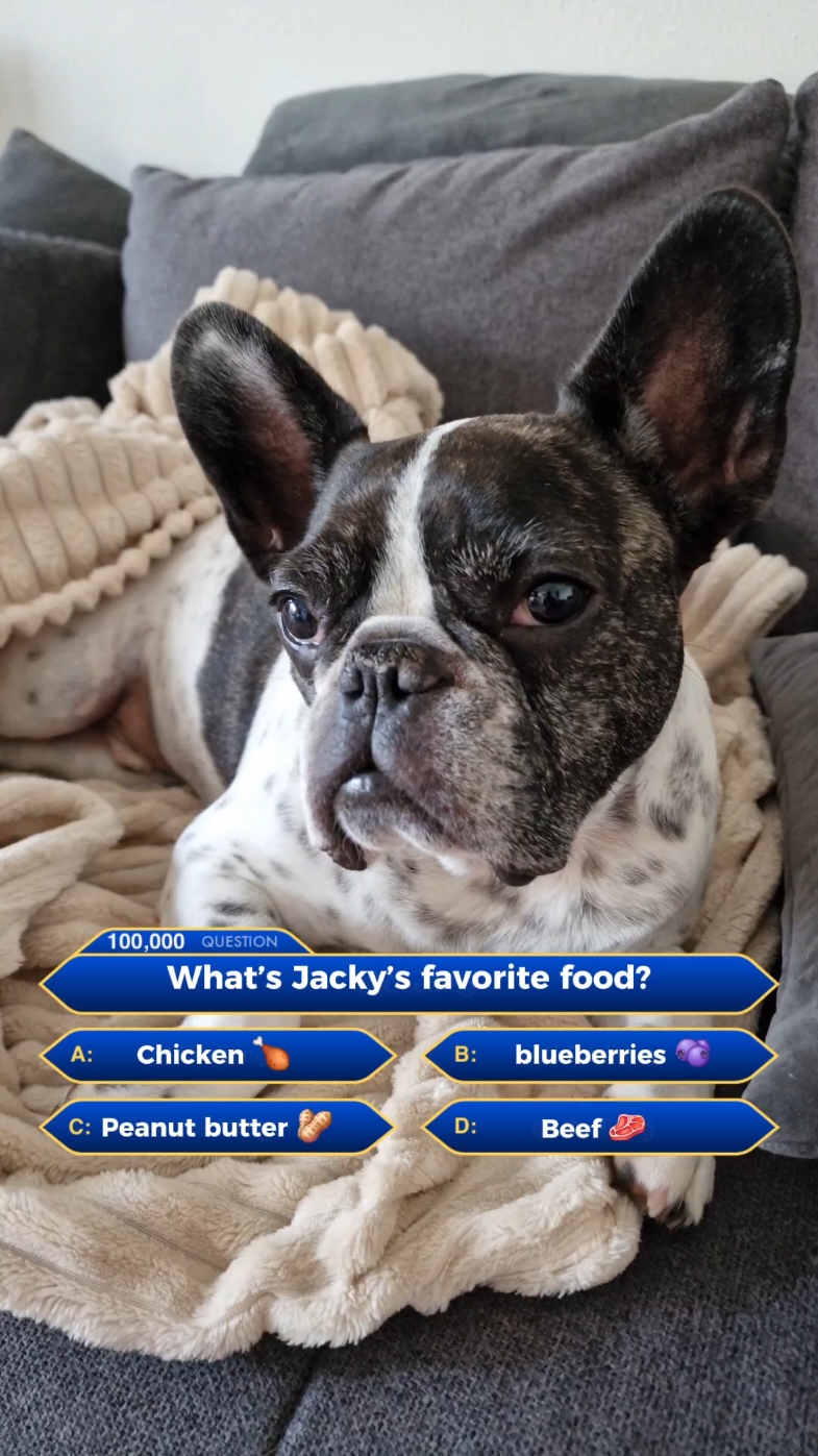 @French Bulldog Jacky 🐶🐾