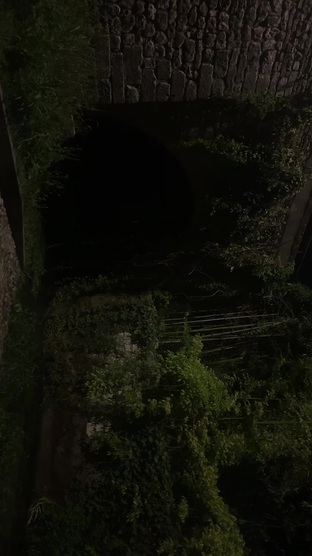 @🦇 ✧ ⋆ ☾ ✧ ⋆ 🪷