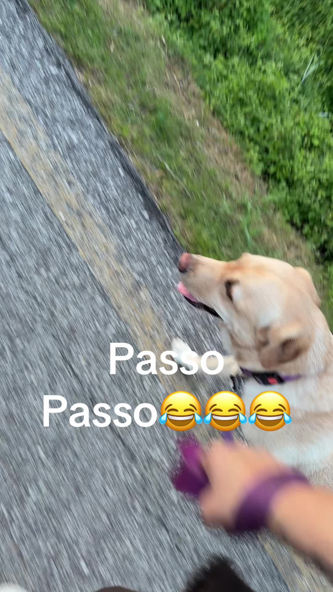 @rosa74