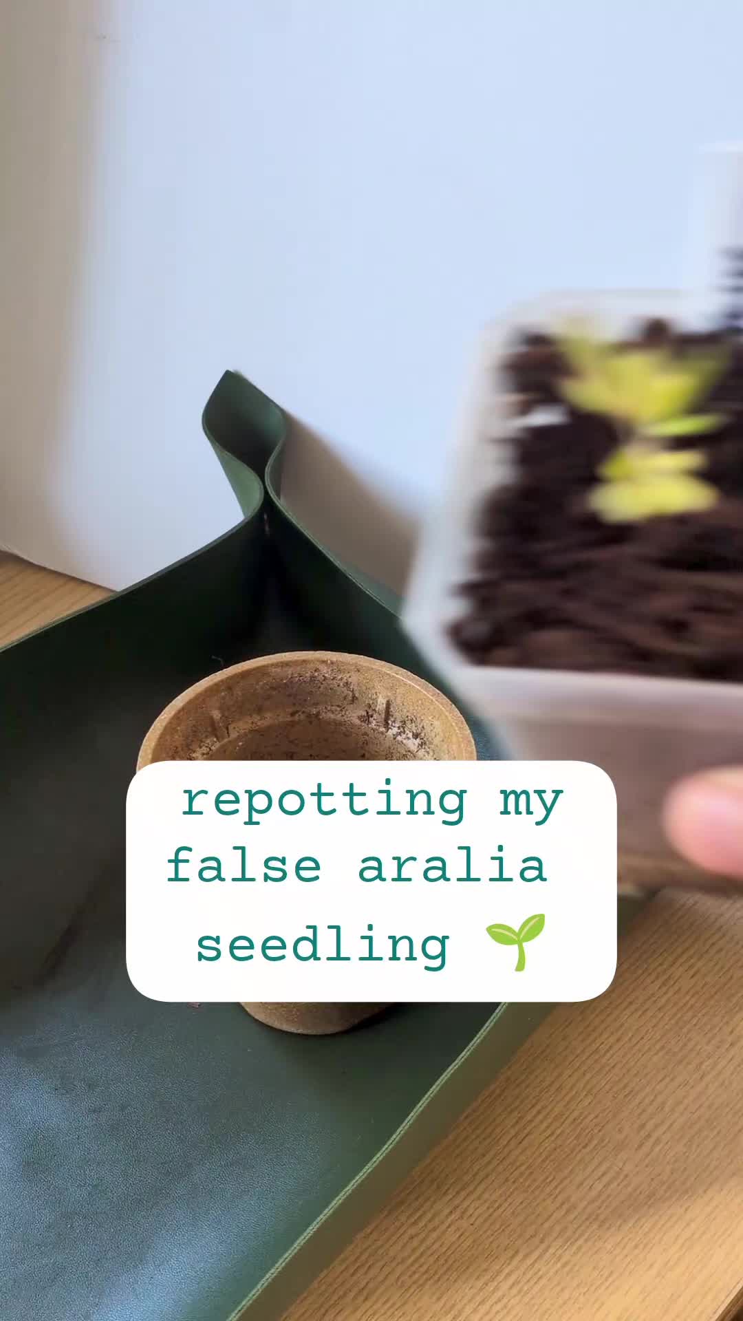 @Plantflix Seeds