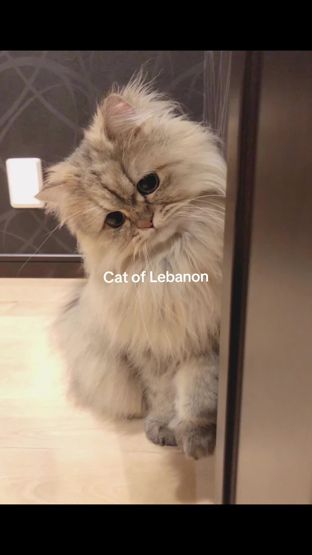 @Matay 🇱🇧