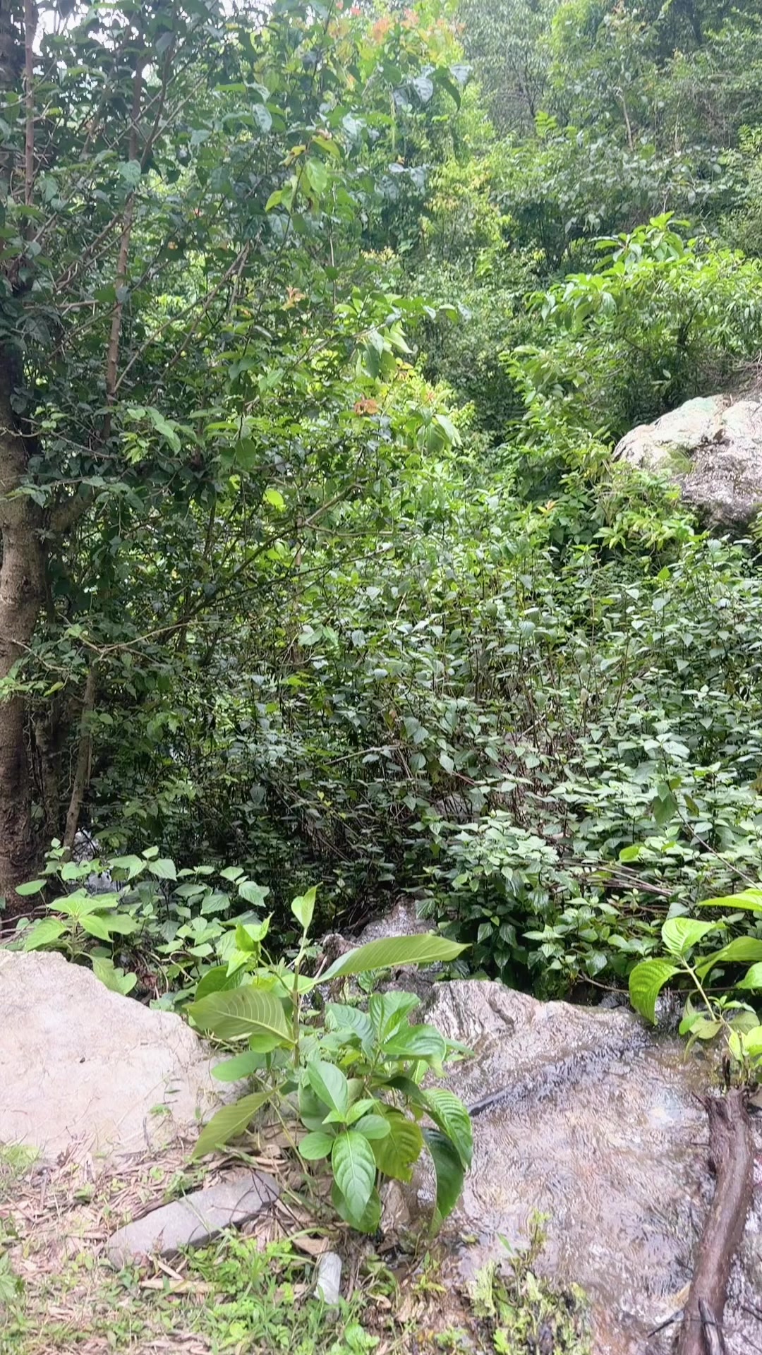 @परोपकार हस्पिटल प्रालि श्रीनगर