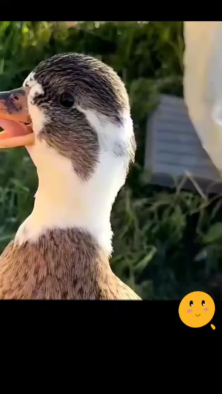 @zahnzaubermaeuschen