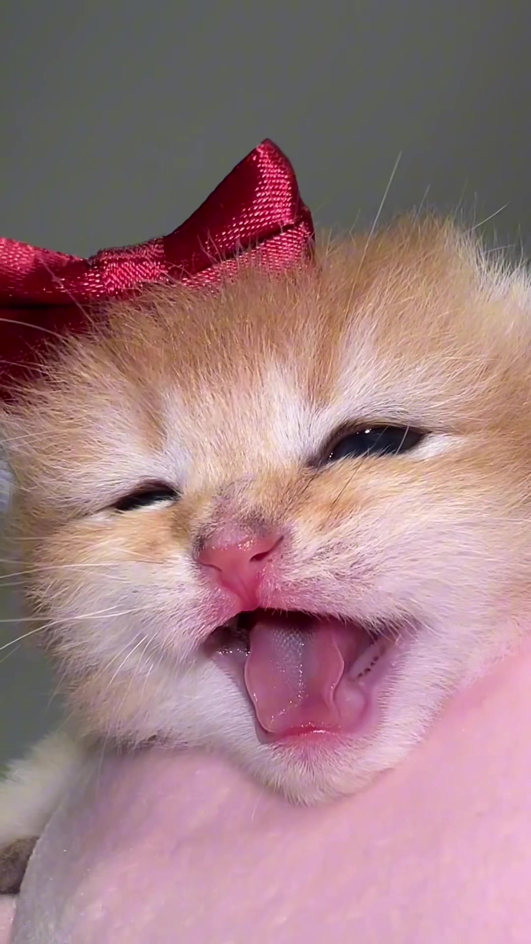 @Soothing Cats😻