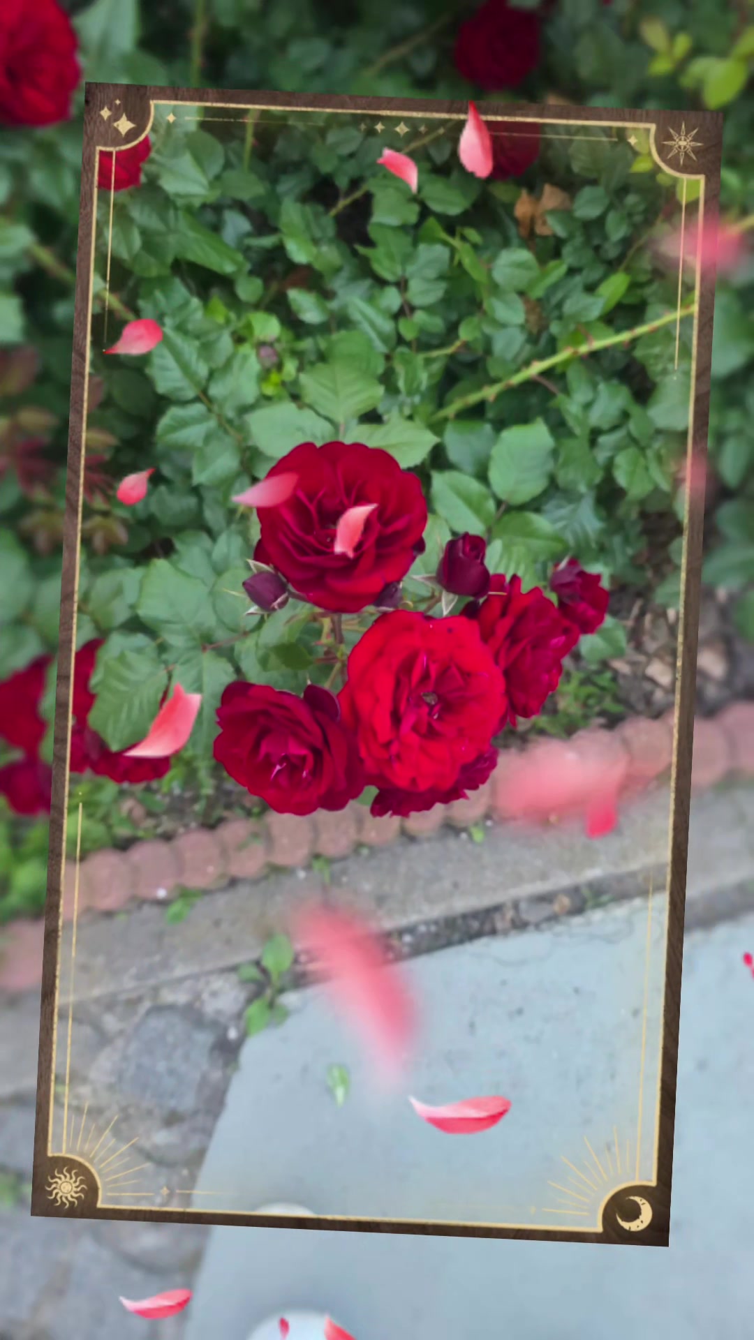 @Tonka 🌹🌹🌹🥰🥰🥰👮👮👮