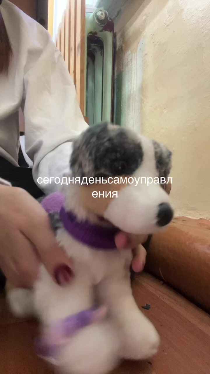 @♯🐾.ᴍᴇʏsʜɪ✧˚