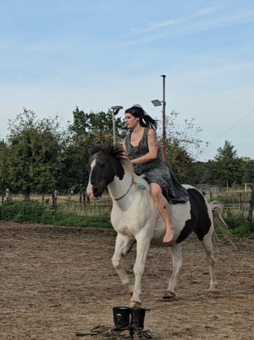 @Dino and horses
