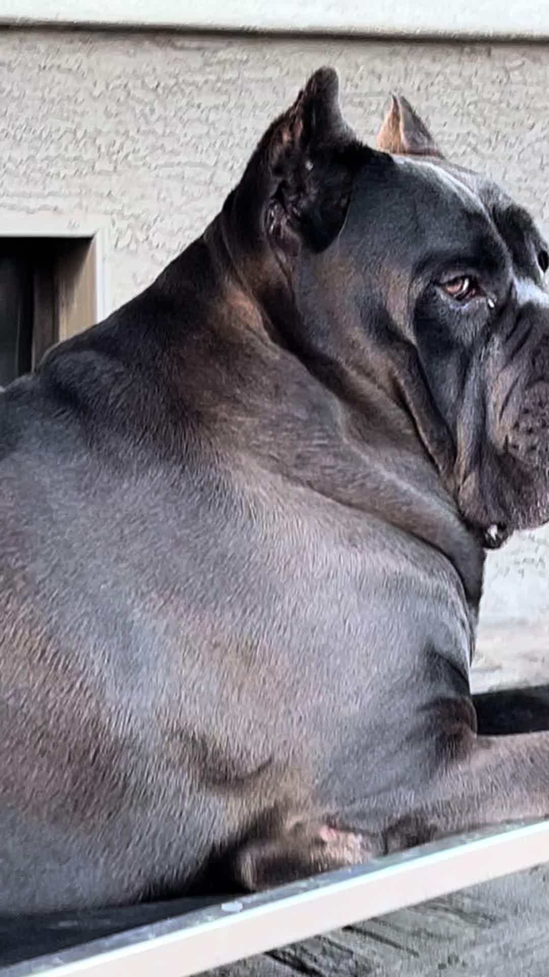 @Phoenician Cane Corso Stormi
