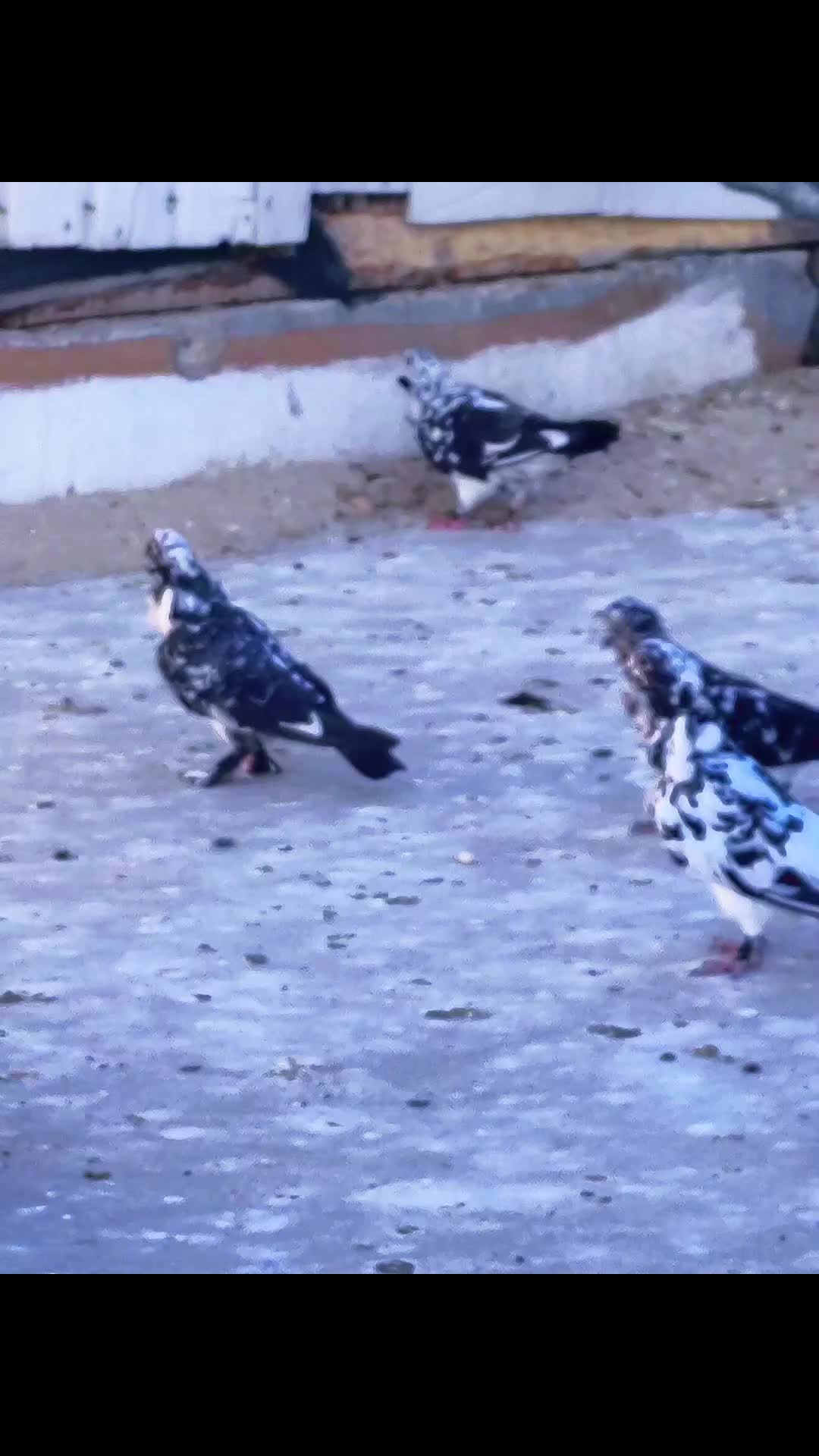 @Mustafaa Dolğun