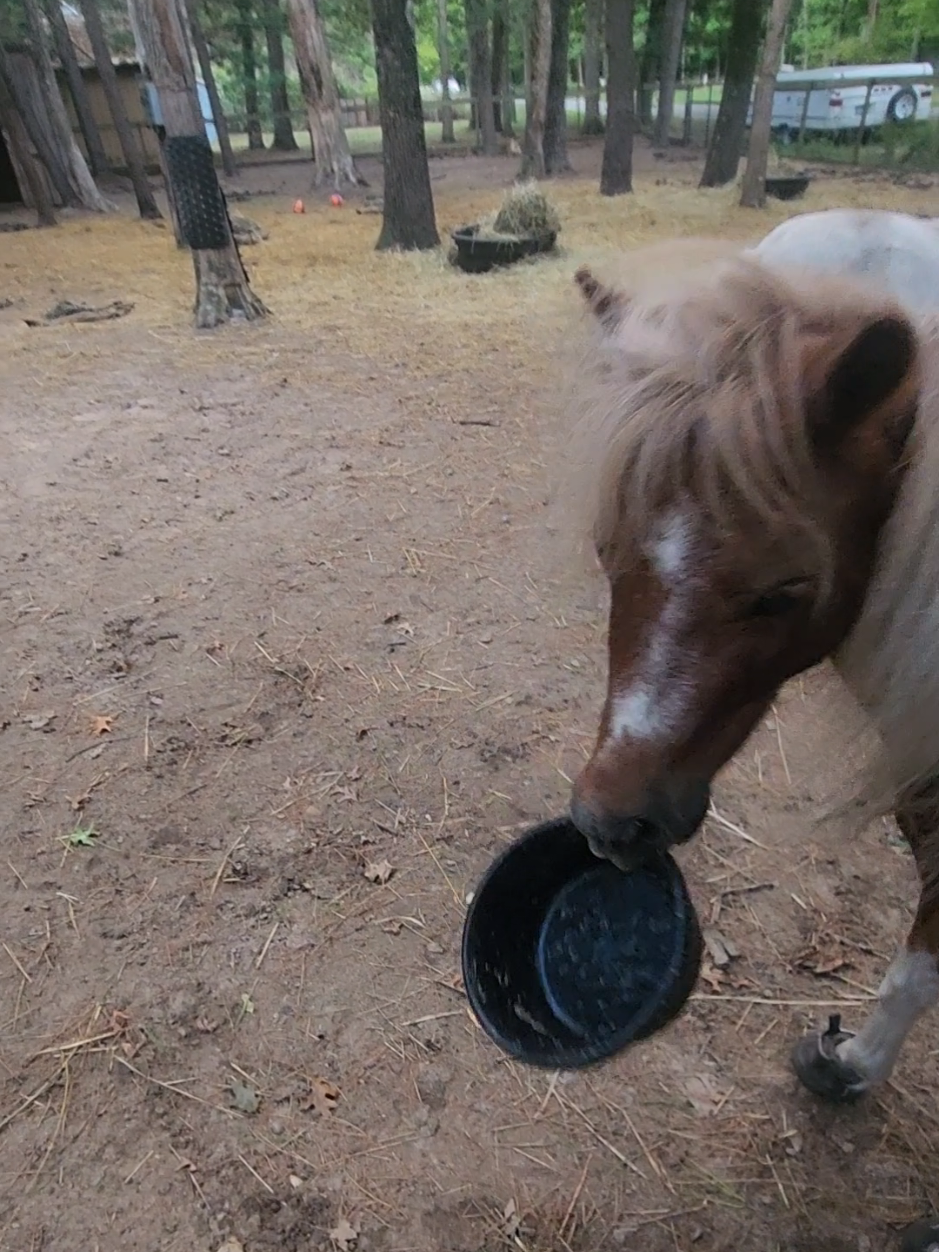 @minihorsemomandtrainer🐴🐴🐴🐴
