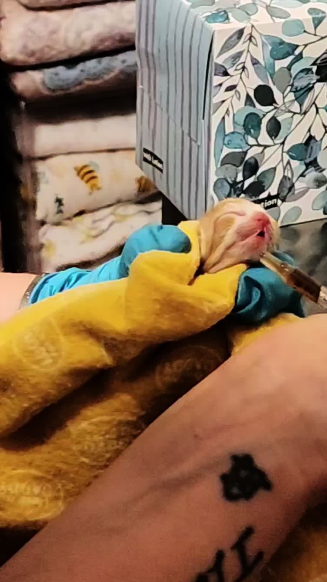 @Kitten.mama