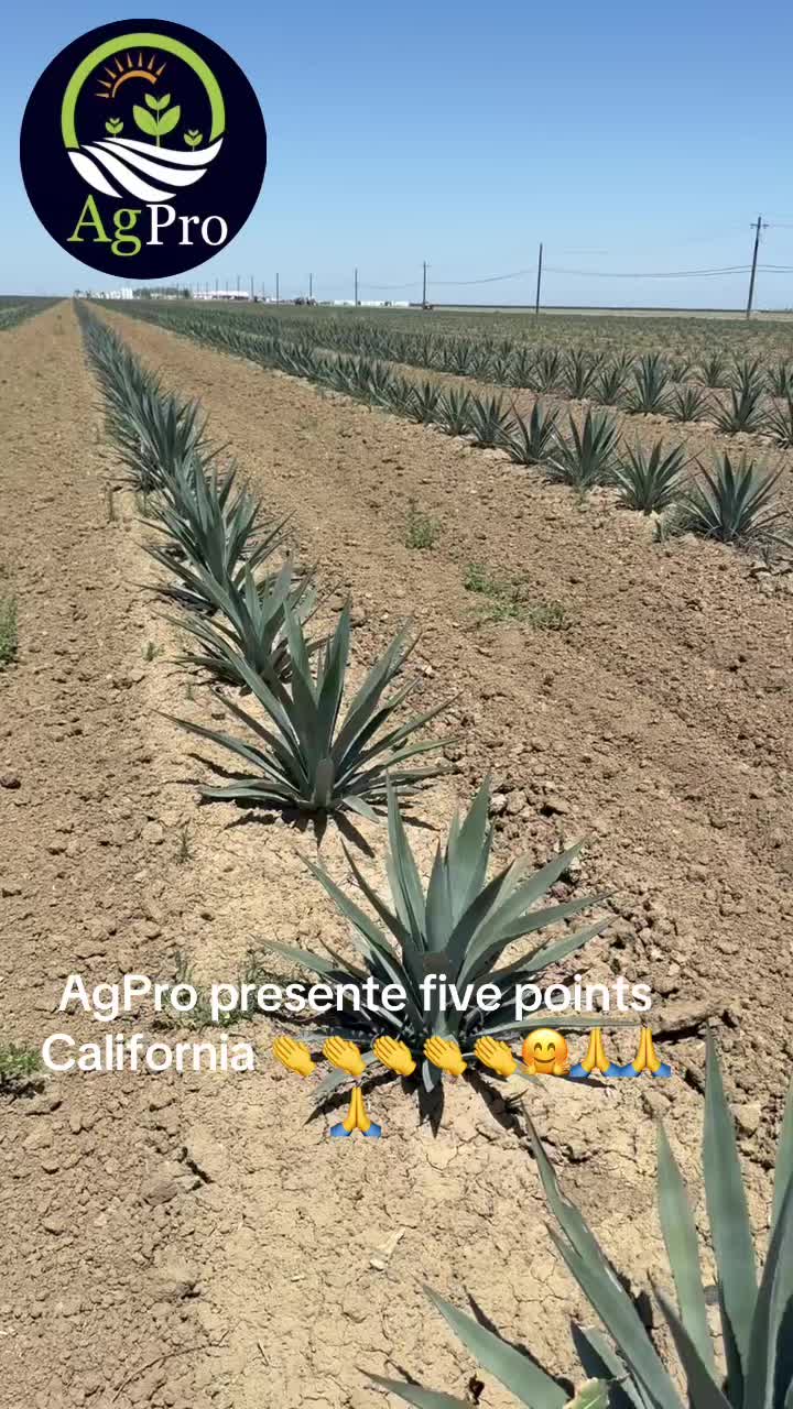 @Piedad Ayala