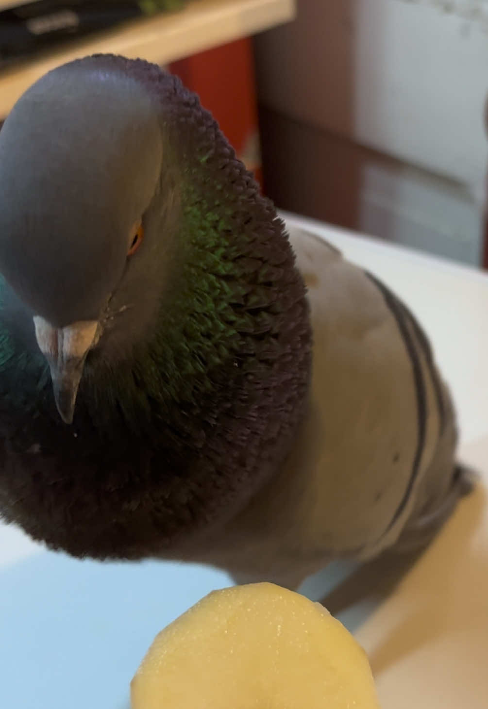 @Beebee The Pigeon