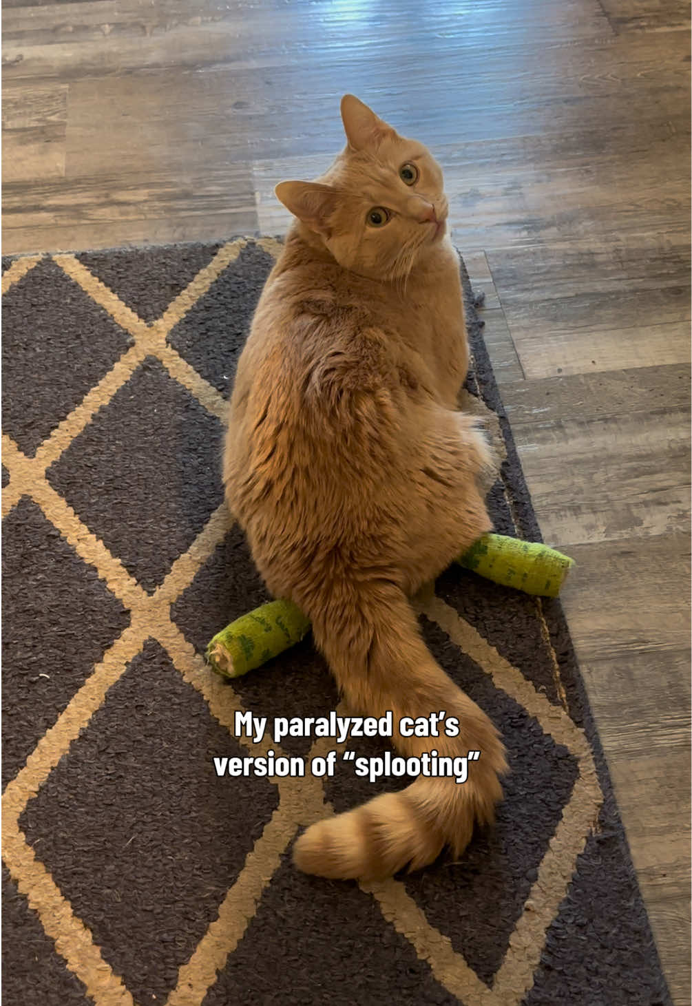 @Low Ryder Kitty