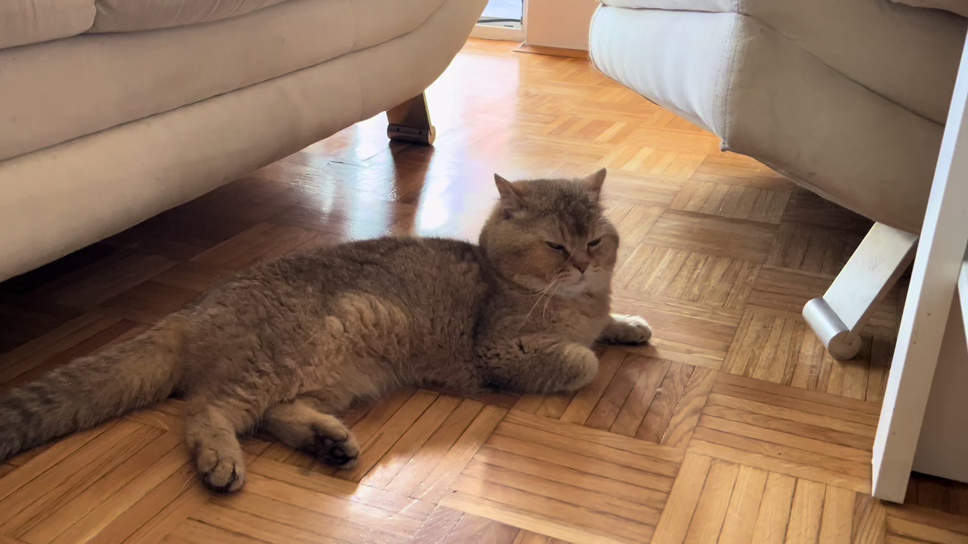 @British Cat Frendi 🐈