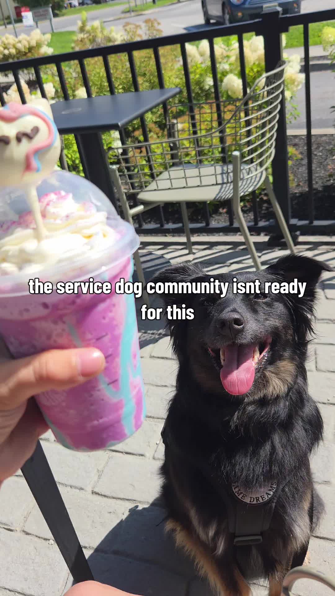 @Nala the Service aussie