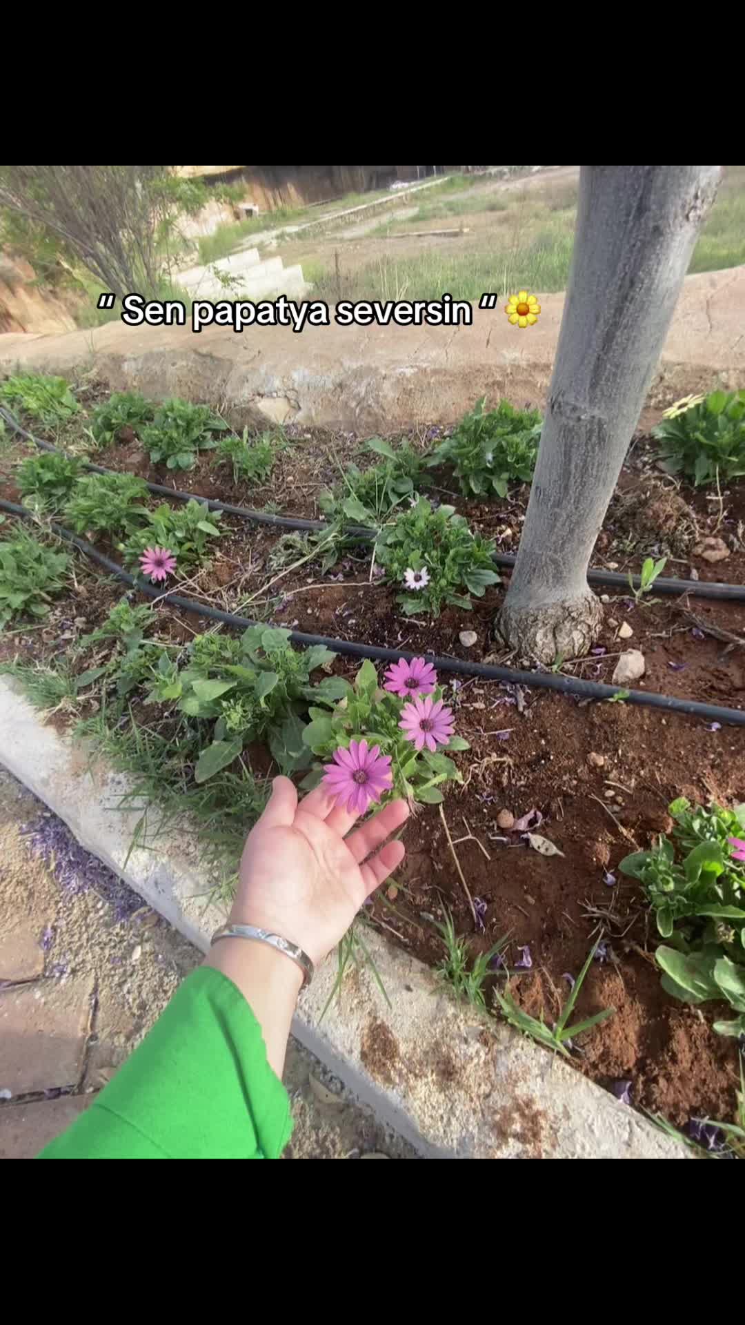 @☀️💕🌼